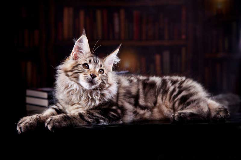 Veterinary Services in Westminster, SC Magley Animal Hospital